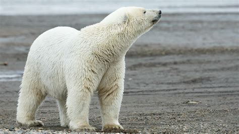 Threatened By Melting Sea Ice Polar Bears Status Up For Review Under