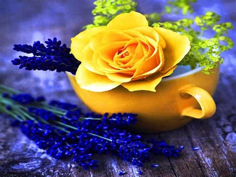 Yellow And Blue Flowers Lavenders Yellow Cup Bloue Roses Hd