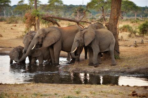 In dryland African regions, limiting wildlife water access can reduce water quality