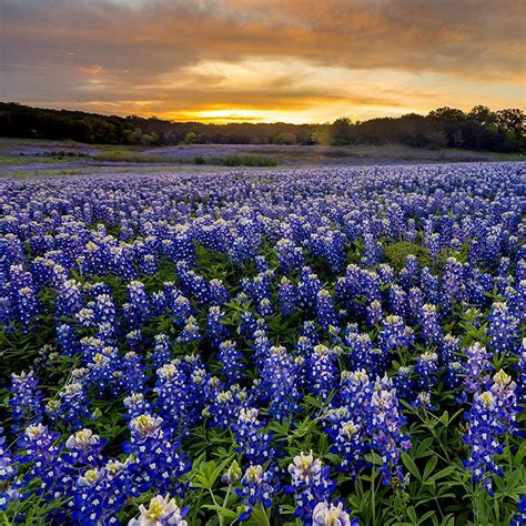 Texas Bluebonnet Seed S Flower Seeds Blue Bonnets Perennials