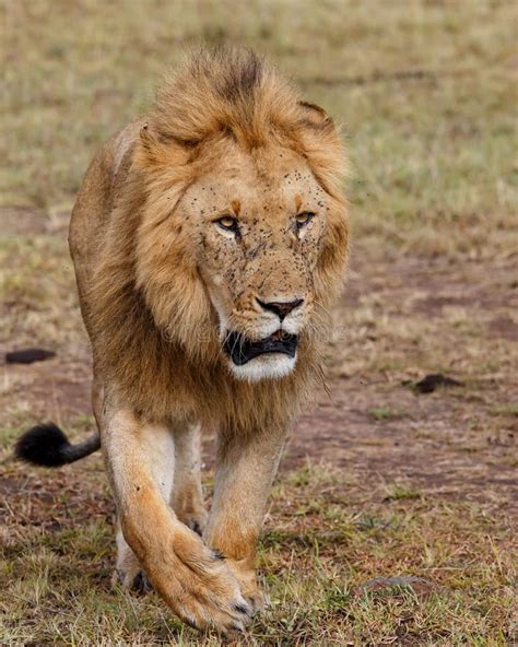 Male Lion In The Masai Mara Stock Image Image Of Mara Animal 161701647