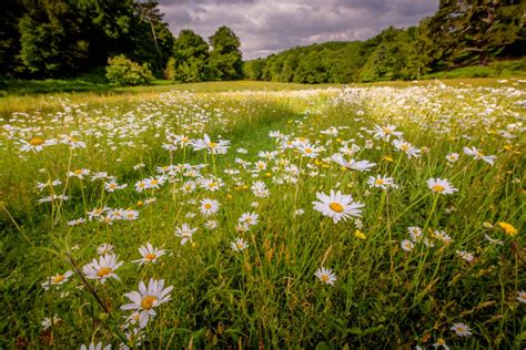 Booking Now Open For Wildflower Meadow Conservation Training Day