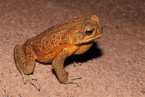 If you need assistance with any pest control project, or simply need. A further impact of Cane Toads in northern Australia ...