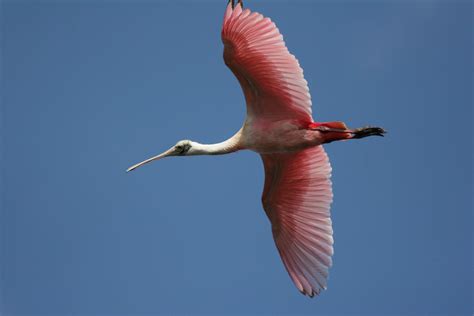 Spoonbill Wallpapers Wallpaper Cave