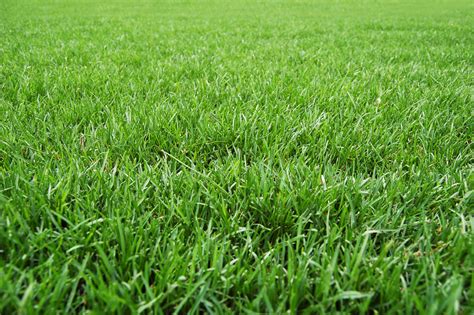 5 Steps To A Great Lawn Tomlinson Bomberger