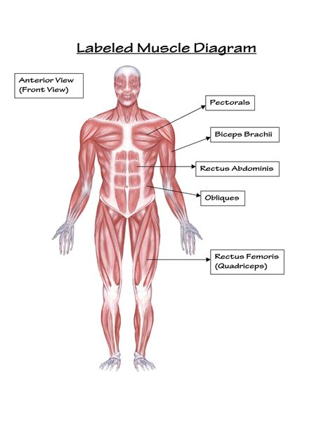 Find free pictures, photos, diagrams, images and information related to the human body right here at science kids. Muscular System Drawing at GetDrawings | Free download