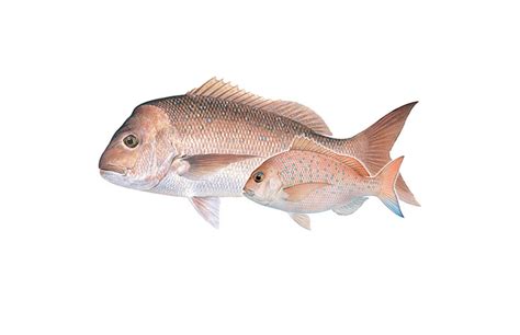 I want to buy a home in howard county. Pink Snapper - Shooters, Fishers and Farmers Party WA