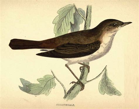 Why The Nightingale Sings So Beautifully Bird Art Natural History