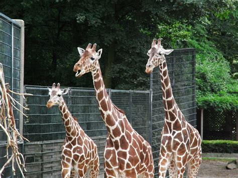 Giraffes Zoo Mammal Wild Free Photo On Pixabay Pixabay