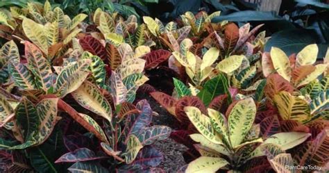 What Kind Of Soil Is Best For Croton Plants