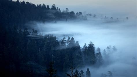 Nature Landscape Trees Forest Pine Trees Morning Mist