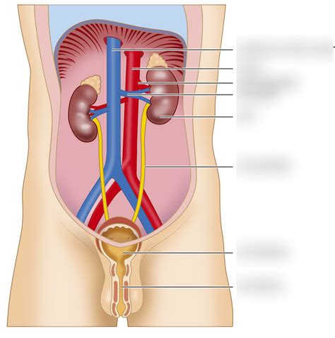 Diagram Afbeelding De Nieren En De Urinewegen Quizlet