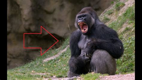 Must See Newgorilla Harambe Grabs Child Whos Fallencincinnati Zoo