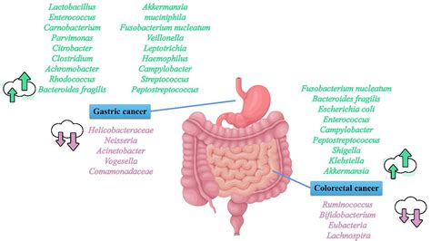 Frontiers The Emerging Roles Of Human Gut Microbiota In