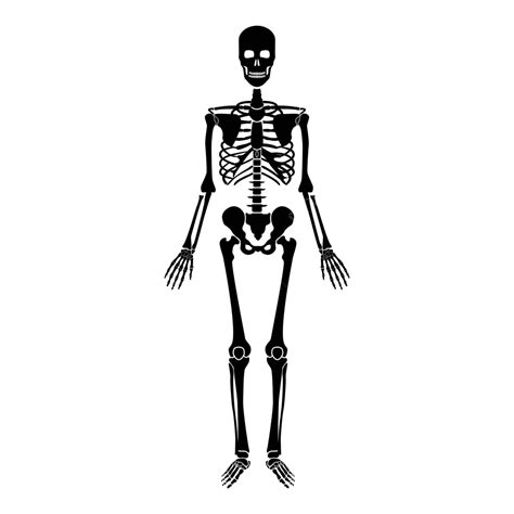 ícone De Esqueleto Humano Cor Preta Raio X Humano Esqueleto Vetor Png