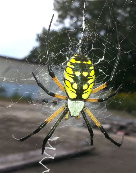 North Georgia Naturalist Yellow Garden Spider Argiope Aurantia