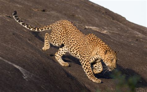Best Time For Leopard Safari In Sri Lanka 2024 Best Season