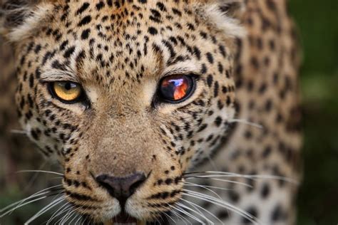 Las 20 Mejores Fotografías De National Geographic De 2015 Animals