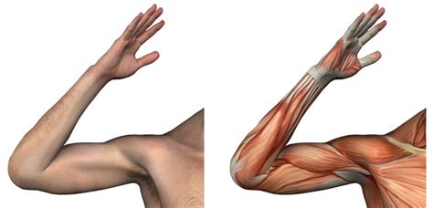 Suboccipital muscles of the neck What is a muscle? A muscle is a collection of tissues that ...