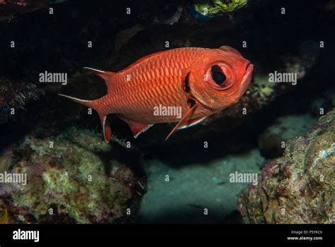 Whitetip Soldierfish Myripristis Vittata Holocenthidae Sharm El