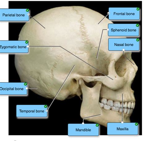 Osteon bone structure identify unlabeled classification lab table label parts draw into physio blab per replace save. 32 Correctly Label The Following Anatomical Parts Of A ...