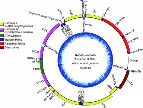 Graphical Representation Of The Complete Mitochondrial Genome