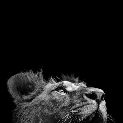 Black And White Photography Lion