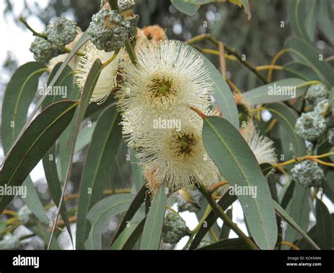 Tasmanian Blue Gum Eucalyptus Globulus In Flower The Tree Grows To