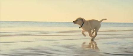 The trailer for the new movie marley & me. 'Marley & Me' Teaser Trailer Appeals to Running Puppy, Pun ...