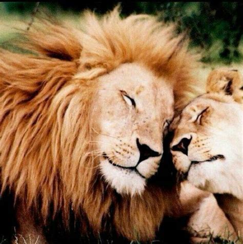 Pin By Dorcas Chen On Leone Lion Love Animals Beautiful Lion And