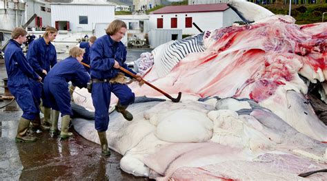 Iceland Petition Whales Should Be Seen And Not Hurt Iceland Monitor