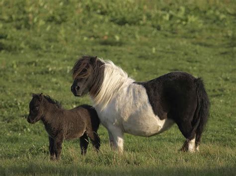 Six Mini Horse Injuries And How To Help Them Fauna Care