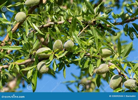 Green Almonds Nuts Ripening On Tree Cultivation Of Almond Nuts In
