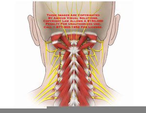 Cervical spine anatomy video the cervical spine has 7. Posterior Cervical Anatomy | Free Images at Clker.com ...