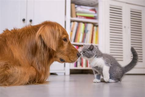 Dog Breeds Who Get Along With Cats Dog Bread