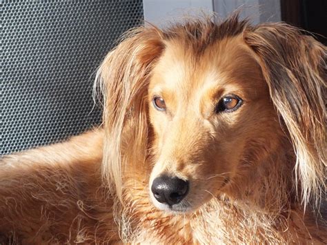Free Images Nose Dogs Golden Retriever Vertebrate Dog Breed