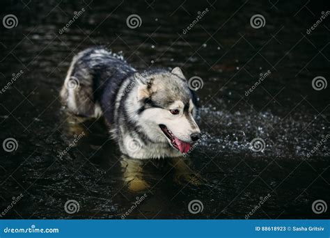 Husky Dog Running Outdoors Stock Image Image Of Nature Outdoors