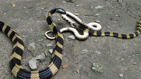 Korban gigitan ular: Lebih dari satu juta orang meninggal di India