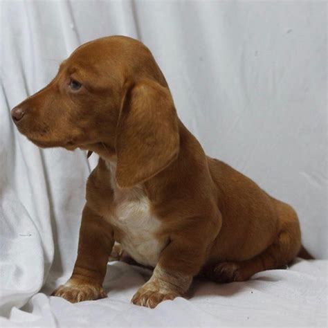 Get great deals on ebay! MINI DACHSHUND | MALE | ID:22188-KS - Central Park Puppies