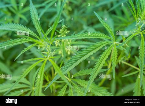 Cannabis Plant Sunset Hi Res Stock Photography And Images Alamy