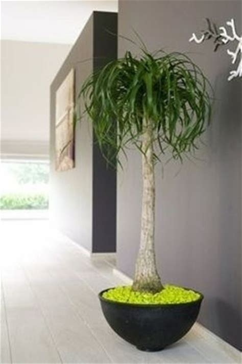 Disponiamo di un'enorme quantità di piante giapponesi importate di grande valore. Piante da appartamento resistenti - Piante appartamento ...