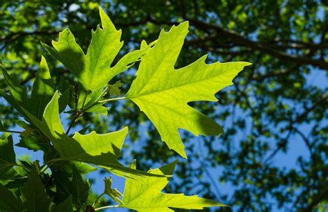 Sycamore Tree Leaf Identification