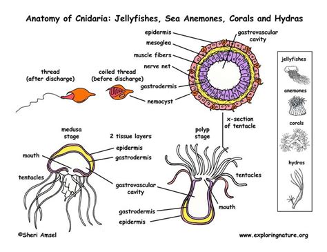 Phylum Cnidaria Jellyfish Anemones Corals Hydras