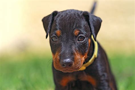 Manchester Terrier Dog Breed Information And Characteristics
