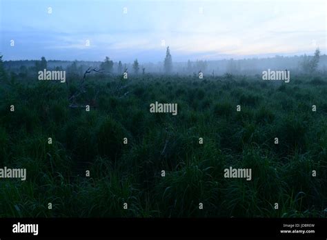 Silence Before Dawn On A Forest Swamp In A Thicket Of Green Grass Stock