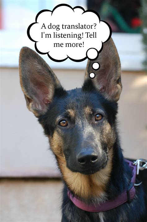 When a dog is constipated, its appetite may decrease, and it may even begin vomiting. Can a Dog Translator Really Translate Your Dog's Barks?