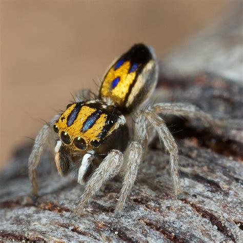 These Jumping Spiders From The Land Down Under Really Know How To Flaunt Their Beauty
