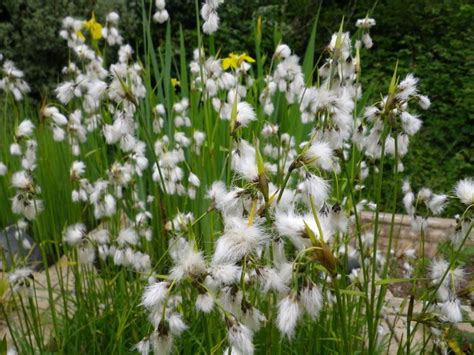Eriophorum Angustifolium Narrow Leaved Cotton Grass Devon Pond Plants