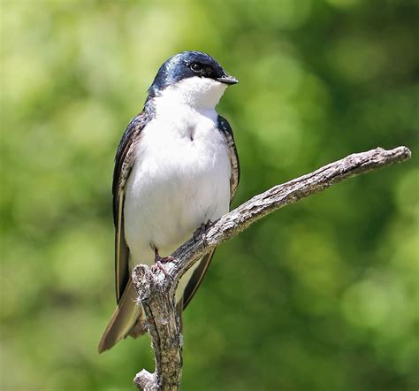 Tree Swallow Birdwatching