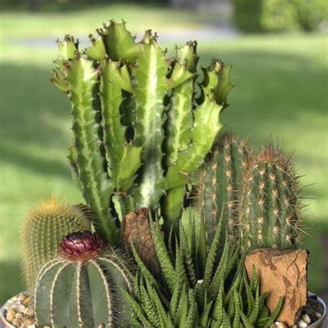 With a great soil mix, you not only provide your plants necessary nutrients and anchorage but help to prevent root rot! How to Plant a Cactus Container Garden | HGTV